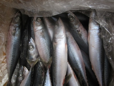 船凍青占魚 鎖住深海的鮮味密碼——來自臺州市興益水產的舌尖推薦